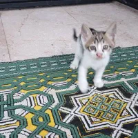واگذاری رایگان بچه گربه اهلی|گربه|سلمان‌شهر, |دیوار