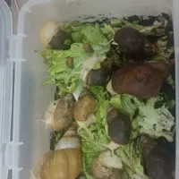 حلزون آچاتینا