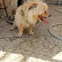 سگ پا کوتاه