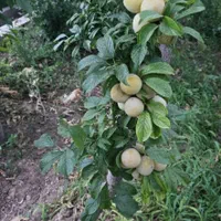فروش یا معاوضه خانه باغ در روستای غربالبیز|فروش خانه و ویلا|مهریز, |دیوار