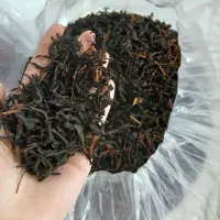 چای آفتاب خشک بدون سم پاشی لاهیجان شیخ زاهد