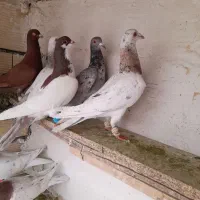 کفترعباس دایی