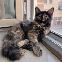 واگذاری رایگان