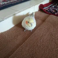 عروس هلندی ماده|پرنده|بوئین زهرا, |دیوار