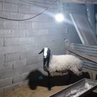باسلام یک راس بره قوچ نر نژاد شال مست|حیوانات مزرعه|قزوین, |دیوار