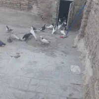 رنگه کفتر