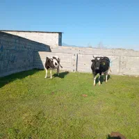 گاو شیری با گوساله