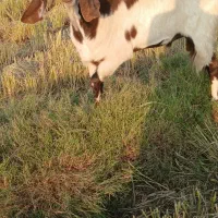 باسلام دو عدد بز نر درجه یک|حیوانات مزرعه|کارون, |دیوار