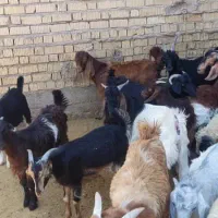 کهره چاق|حیوانات مزرعه|سیدان, |دیوار