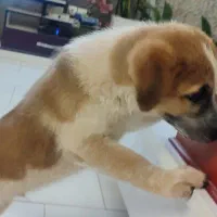 فروش سگ ژرمن سرابی|سگ|پاکدشت, شهرک امام رضا|دیوار