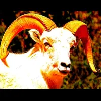 بره نر ماده،میش زنده دام شرق تهران/پخش گسترده