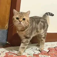 بریتیش|گربه|اهواز, کوی علوی|دیوار