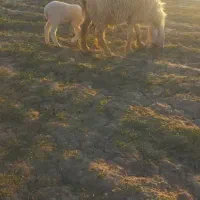 گوسفند فروشی|حیوانات مزرعه|زهک, |دیوار