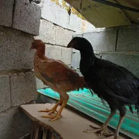 جوجه مرغ لاری