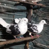 کبوتر|پرنده|اطاقور, |دیوار