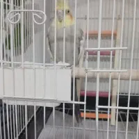 فروش عروس هلندی