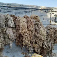 پشم گوسفندی