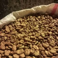 باقالی خشک