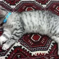 واگذاری گربه میکس