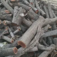 چوب درخت خشک جهت ذغال