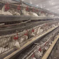 فروش مرغ داری تخم گذار بهترین نقطه البرز|فروش دفتر صنعتی، کشاورزی، تجاری|اشتهارد, |دیوار