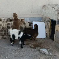 بزغاله|حیوانات مزرعه|سربیشه, |دیوار