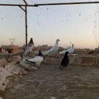 کفتر گرفتنی|پرنده|قم, علی آباد سعدگان|دیوار