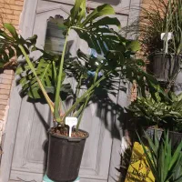 مانسترا غول پیکر|گل و گیاه طبیعی|ارومیه, |دیوار