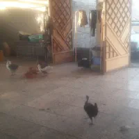قاز نر ماده اماده تخم گذاشتن