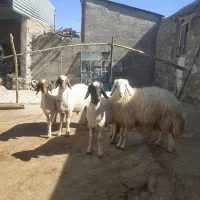 بره نر سنجابی|حیوانات مزرعه|خرم‌آباد, |دیوار