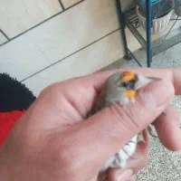 سهره|پرنده|اصفهان, زاجان|دیوار