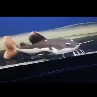 ماهی رد تیل بزرگ|ماهی|محمدیه-قزوین, |دیوار