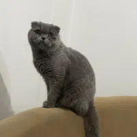 گربه اسکاتیش بلو