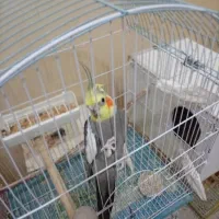 عروس هلندی،گرینچیک،برزیلی،ملنگو،مرغ عشق|پرنده|بندر کنگان, |دیوار