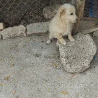 توله سه ماهه شیتزو|سگ|ساوه, |دیوار