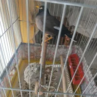 مرغ مینا 1 سال نیم با قفس بلند دون خوری و آب خوری