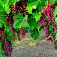 نهال انگور اصلاح