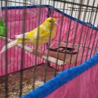 قناری نرلیمویی