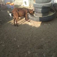 بزغاله فروشی چاق|حیوانات مزرعه|درمیان, |دیوار