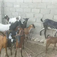 تعدادی بز|حیوانات مزرعه|مهران (هرمزگان), |دیوار