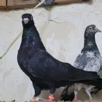 جفت زاغ ابادانی|پرنده|بندر گناوه, |دیوار