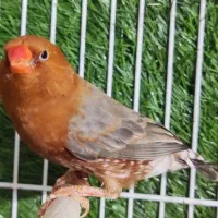 فنچ  فول اورنج