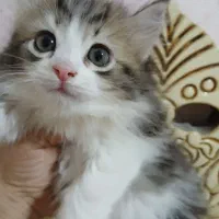 واگذاری فوری،گربه های نژاددارواصیل|گربه|اهواز, کوی جانبازان(دانش)|دیوار