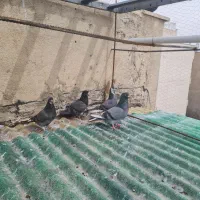 کبوتر سبز نر و ماده جفت با جوجه