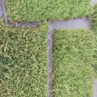 بذر برنج هلال