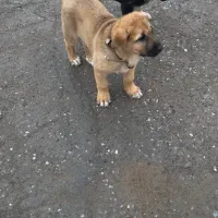 سگ گمشده|حیوانات|دهگلان, |دیوار