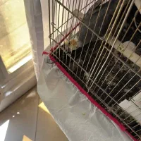 عروس هلندی گمشده|حیوانات|تهران, اختیاریه|دیوار