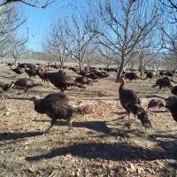 بوقلمون محلی مخصوص شب یلدا