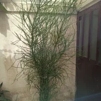 جون من یک برگ بده زیبا و خاص|گل و گیاه طبیعی|مشهد, جانباز|دیوار