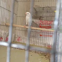 قناری سفید مست مست جوان سال اولشه